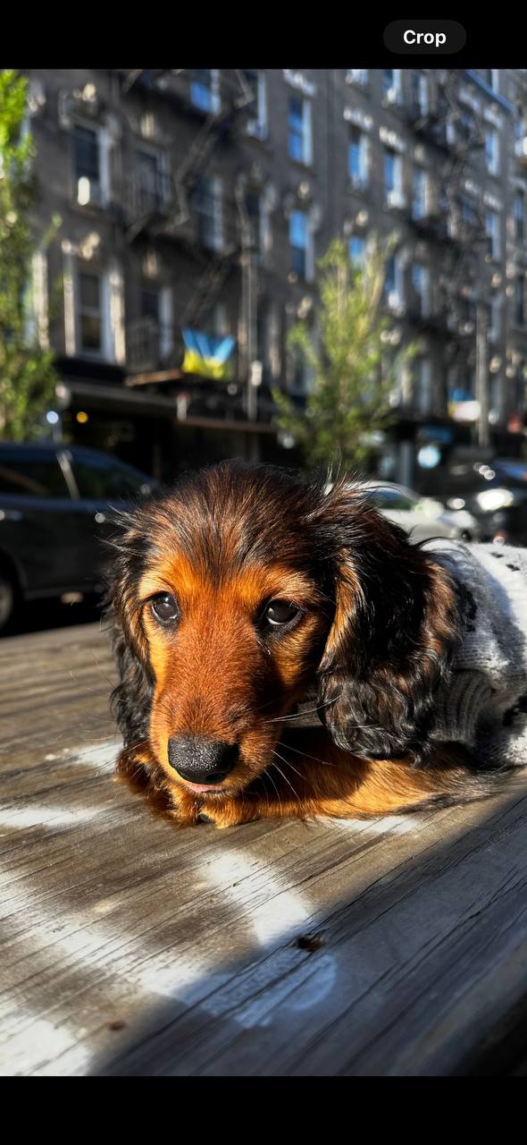 Januk resting in a patch of sunlight by the window