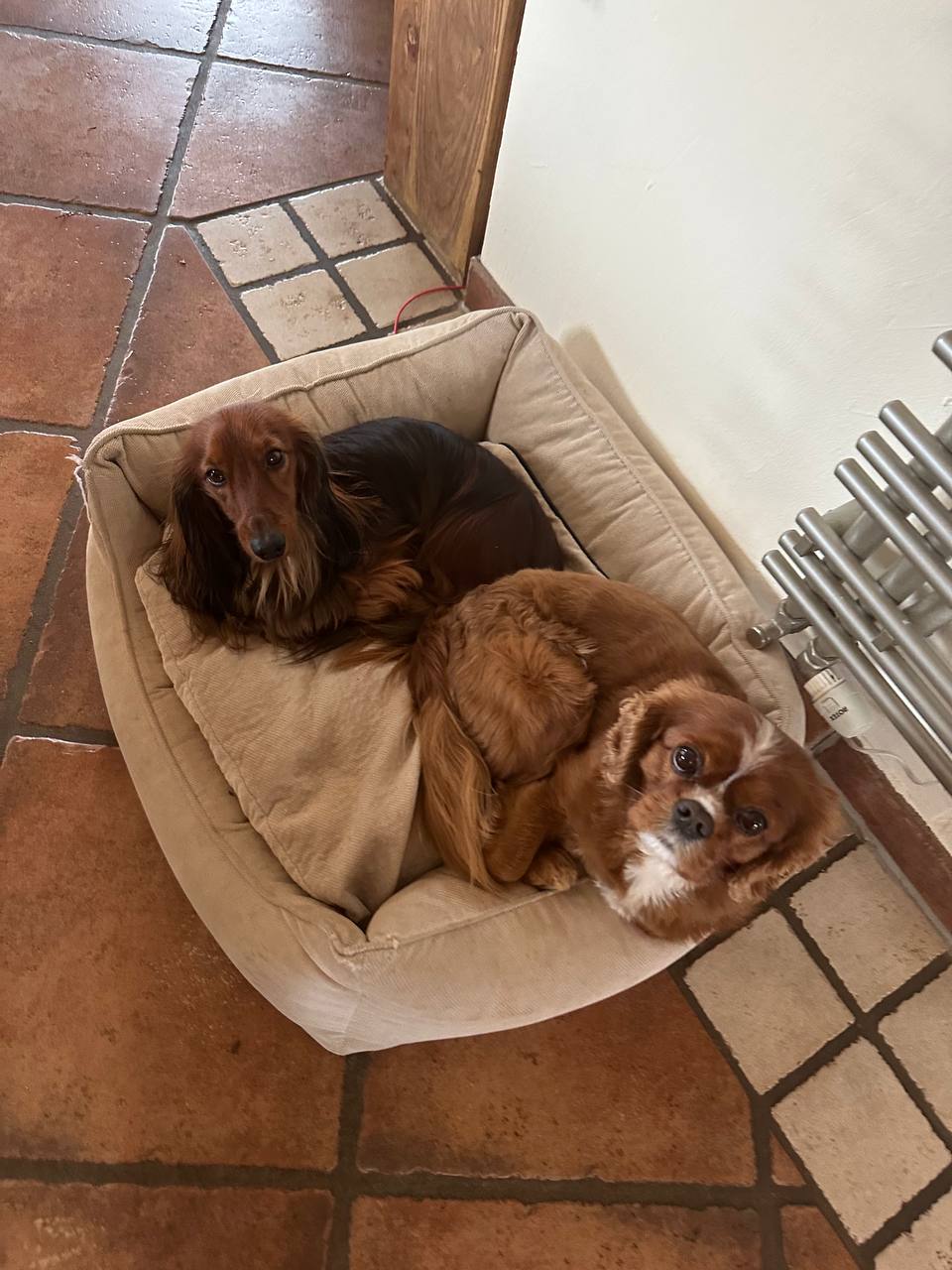 Olaf and Januk curled up together in their dog bed