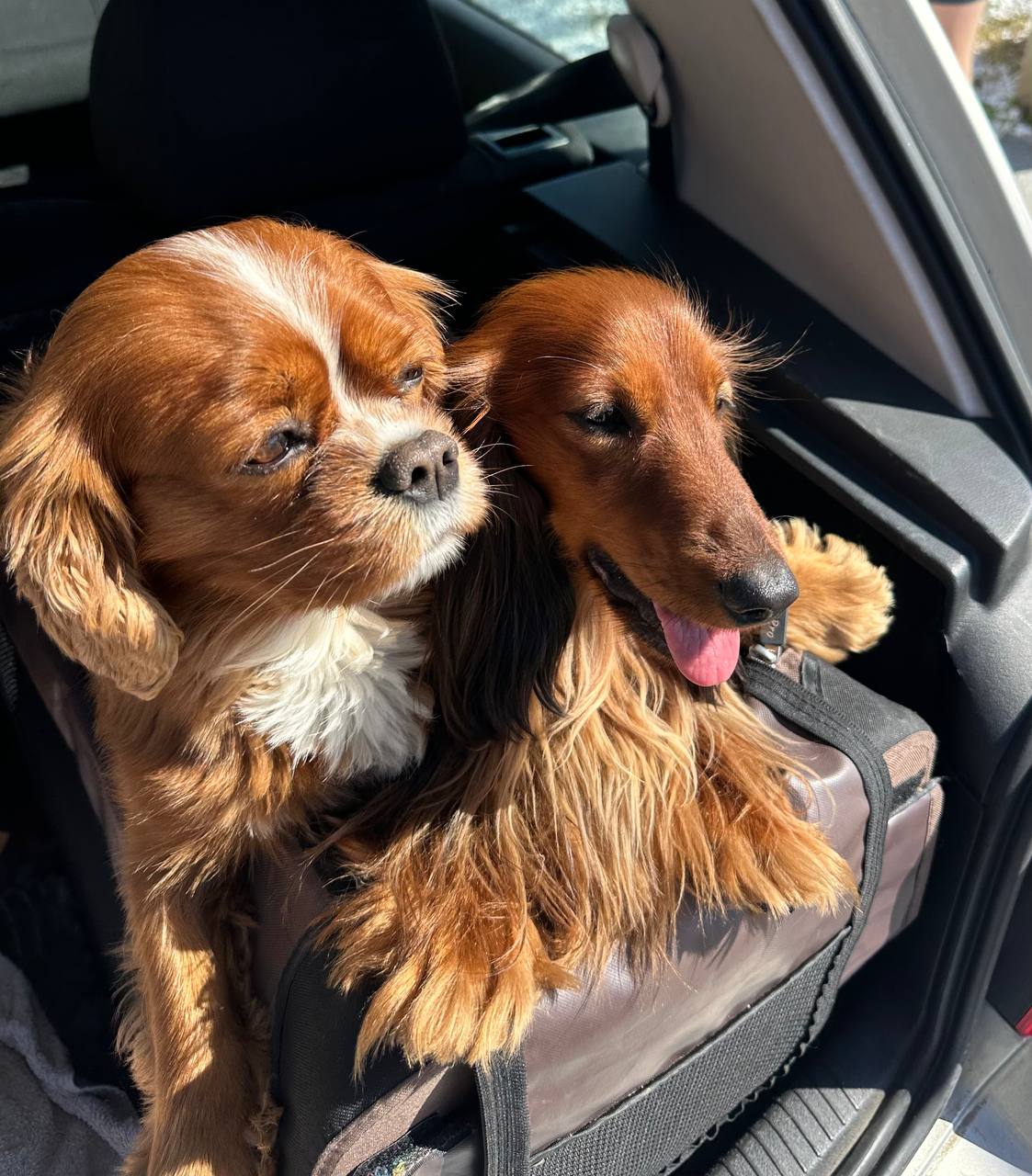 Olaf and Januk sitting together in the car in bright sunlight